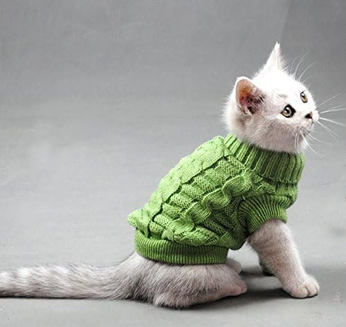 A white kitten cat dressed in a cozy green sweater, showcasing its playful and stylish appearance.