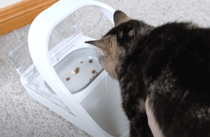 A cat eating from a white smart automatic cat feeder, which is partially filled with food. The feeder opens based on the pet's unique tag.